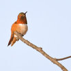 Allen's Hummingbird